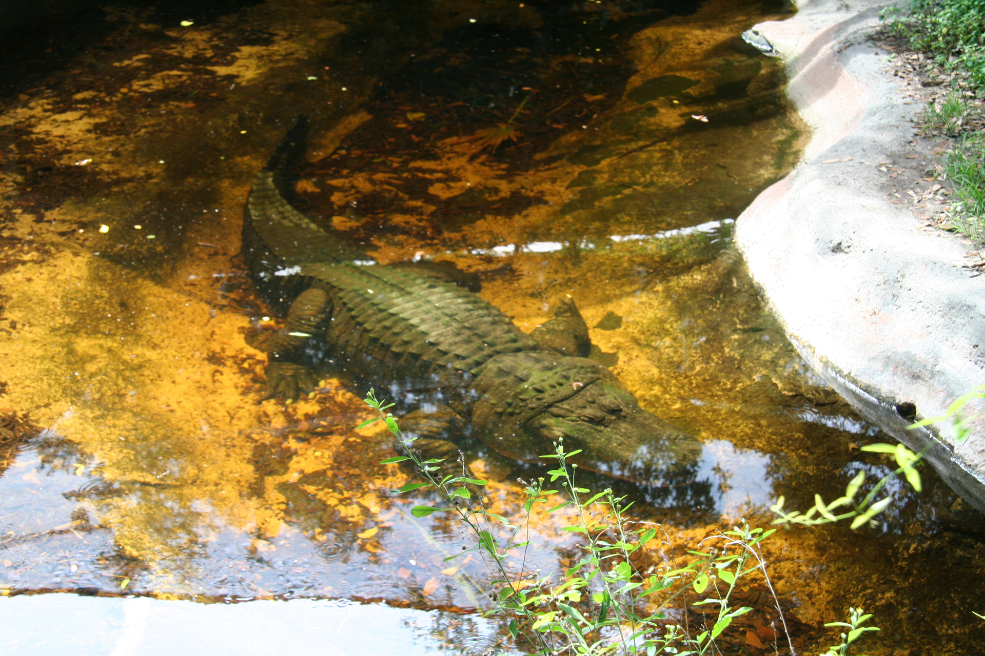 Mississippi-Alligator/American Alligator